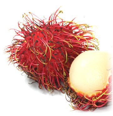 Rambutan - looks like it is alive, but ist's just a fruit